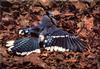 [Birds of North America] Blue Jay (Open-winged)
