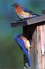 [Birds of North America] Eastern Bluebird house-hunting (Male below)