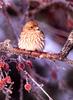 [Birds of North America] House Finch (Female)