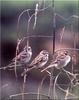 [Birds of North America] Lark Sparrow