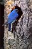 [Birds of North America] Mountain Bluebird