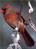 [Birds of North America] Northern Cardinal (Female)