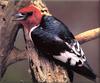 [Birds of North America] Red-Headed Woodpecker