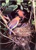 [Birds of North America] Cedar Waxwing