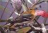 [Birds of North America] Yellow-throated Vireo