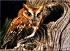 [Birds of North America] Eastern Screech Owl