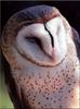 [Birds of North America] Barn Owl
