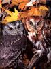 [Birds of North America] Eastern Screech Owl