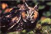 [Birds of North America] Long-eared Owl