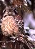 [Birds of North America] Northern Hawk Owl