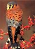 [Birds of North America] American Kestrel Hawk aka Sparrow Hawk