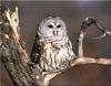 [Birds of North America] Barrel Owl