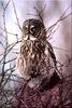 [Birds of North America] Great Gray Owl