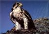 [Birds of North America] Prairie Falcon