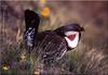 [Birds of North America] Blue Grouse