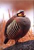 [Birds of North America] Chukar Partridge