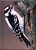 [Birds of North America] Downy Woodpecker - Picoides pubescens
