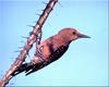 [Birds of North America] Gila Woodpecker