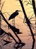 [Birds of North America] Great Blue Heron