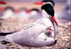 [Birds of North America] Caspian Tern (and Chick)