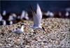 [Birds of North America] Caspian Terns