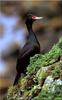 [Birds of North America] Red-faced Cormorant