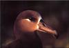 [Birds of North America] Black-footed Albatross