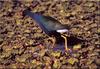 [Birds of North America] Purple Gallinule