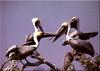 [Birds of North America] Brown Pelican