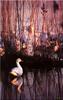 [Birds of North America] Lesser Snow Goose - Chen caerulescens caerulescens