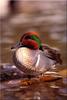 [Birds of North America] Green-winged Teal Dabbler