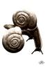 [WYscan CSA Witness] Snails