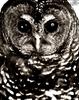 [WYscan CSA Witness] Barred Owl