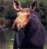 [Weatherby Scan] Moose