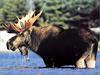 [Weatherby Scan] Bull Moose