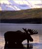 [Weatherby Scan] Bull Moose