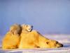 [Treasures of American Wildlife 2000-2001] Polar Bear