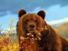 [Treasures of American Wildlife 2000-2001] Grizzly Bear