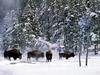 [Treasures of American Wildlife 2000-2001] American Bison Group