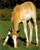 [Equus-SDC Horses] New Forest Colt