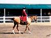 [Equus-SDC Horses] Akhal-Teke@Kentucky Horse Park Show