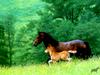 [Equus-SDC Horses] Welsh Mountain Pony mother & colt