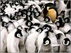 [PinSWD Scan - Taschen Calendar] Emperor Penguin With Chicks