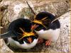 [PinSWD Scan - Taschen Calendar] Macaroni Penguin Couple