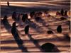 [PinSWD Scan - Taschen Calendar] Emperor Penguins in Blizzard