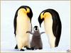 [PinSWD Scan - Taschen Calendar] Emperor Penguin Family