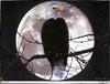 [Fafnir Scan - Barry Chall] 'Animal Sprit' - 1996 Calendar - Moonlight-Glory (Bald Eagle)