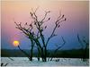 [Minnie Scenes SWD] Cormorants in Sunset, Lake Kariba, Zimbabwe