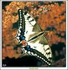 [Minnie Visions SWD] Common Swallowtail Butterfly