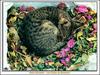 [Minnie Visions SWD] Hans Silvester - Les Chats du Bonheur